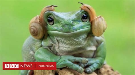 Persahabatan Antar Binatang Yang Unik Dan Menggemaskan Bbc News Indonesia
