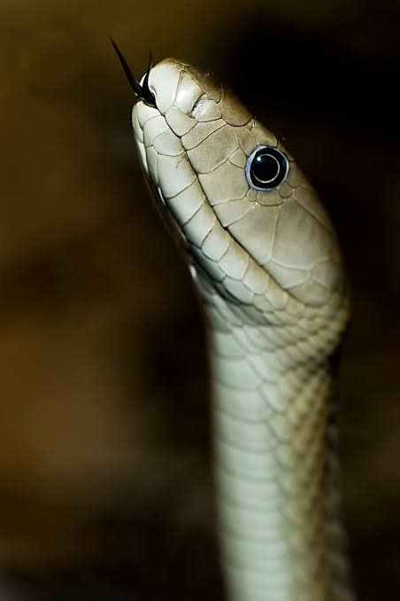 The black mamba is the longest venomous snake in africa. Black Mamba: The Deadliest Snake In The World - Facts And ...