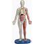 Human Body Anatomy Toy SmartLab Kids Toys Squishy Book NEW 