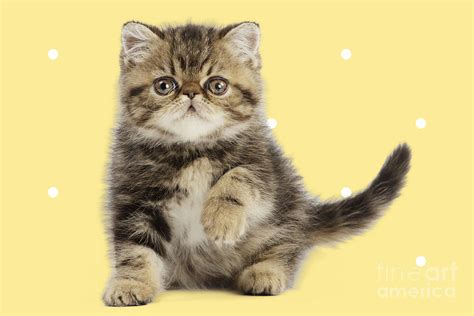 Exotic Shorthair Cat Kitten On Spotted Polka Dot Background 1
