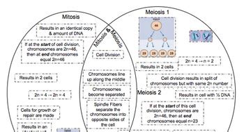 Venn Diagram Meiosis Mitosis By RuizScience Teachers Pay Teachers