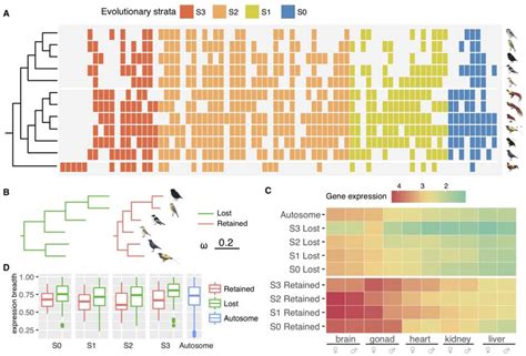 Dynamic Evolutionary History And Gene Content Of Sex Chromosomes Across Diverse Songbirds Biorxiv