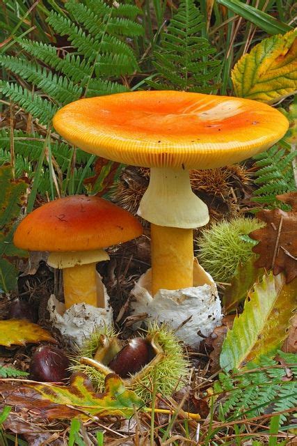 Pin On Fungi Mushrums Manitaria