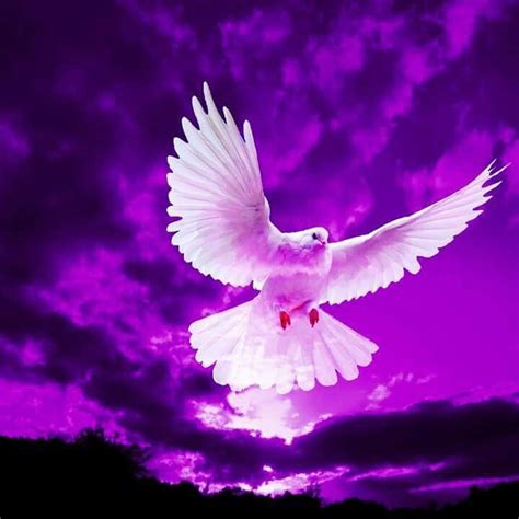 1000 Images About White Doves Are Beautiful On Pinterest Flies Away