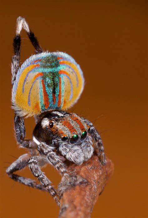 Mg 0412 1 Peacock Spider Maratus Volans Australian Peac Flickr