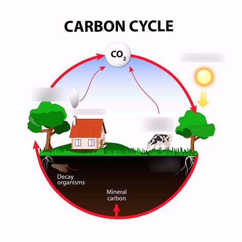 Carbon Cycle Diagram Quizlet