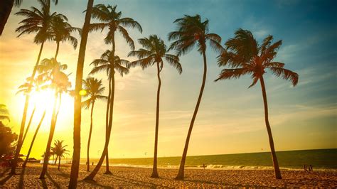 Coconut Trees Landscape Tropical Beach Palm Trees Hd Wallpaper Wallpaper Flare