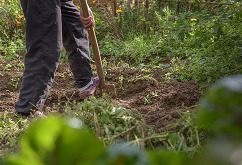 Should You Dig Compost Into Soil Compost Guide