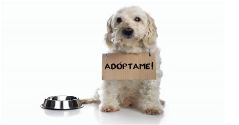 Porque Adoptar Un Perro Como Facilitar La Adopcion Dogalize