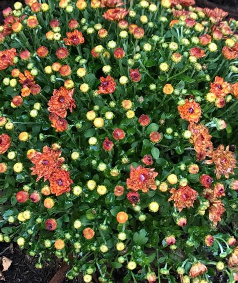 How To Care For Potted Garden Mums Among The Lilacs Garden Mum