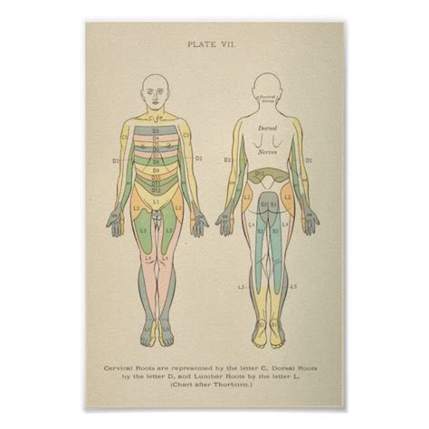 Poster Anatomie Vintage Imprimer Les Dermatomes Nerve Mot Zazzle Ca