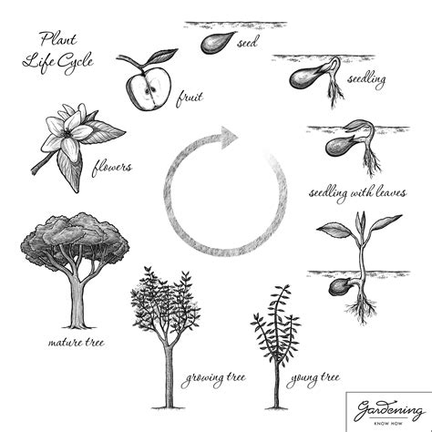 Basic Plant Life Cycle And The Life Cycle Of A Flowering Plant