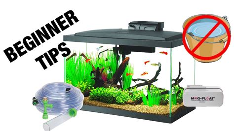 What To Feed Freshwater Puffer Fish Aquariums And Fish Care Pet Site