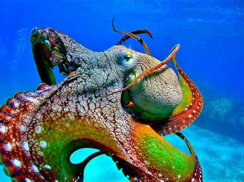 Rainbow Octo Beautiful Sea Creatures Octopus Ocean Creatures