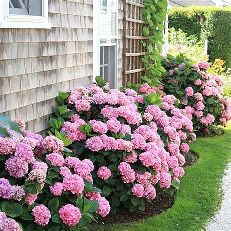 20 Dreamy Hydrangea Gardens That Are Giving Us Major Inspiration