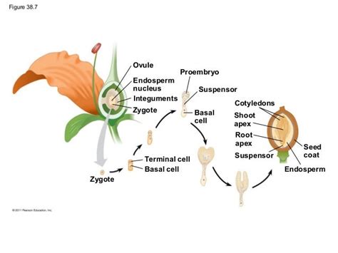 Ch 38 Angiosperm Reproduction And Biotechnology