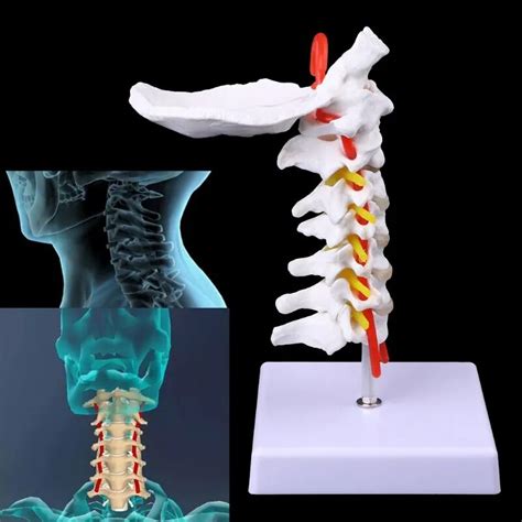 Cervical Vertebra Arteria Spine Spinal Nerves Anatomical Model Life Size Humananatomical Model