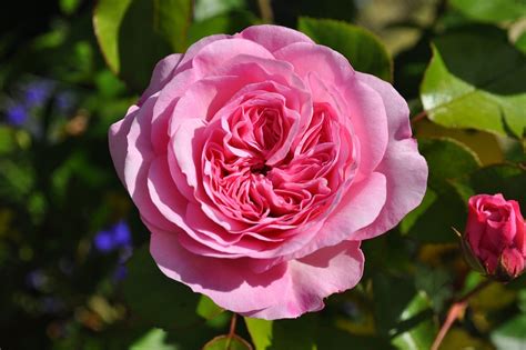 Rosa Flor Jardim · Foto Gratuita No Pixabay