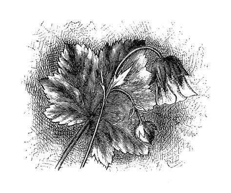 Digital Stamp Design Antique Flower Images Wildflower Digital