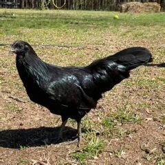 Black Sumatra Chicken Baby Chicks For Sale Cackle Hatchery