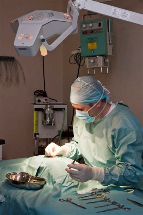 soft tissue and orthopaedic surgery leixlip vet