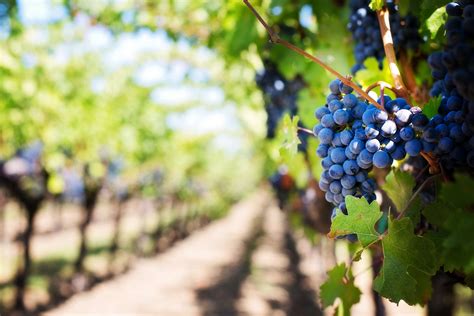 3840x2560 Grapes Hills Nature Vineyard Wine 4k Wallpaper