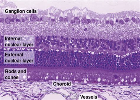 Doctors Network Eye Histology