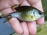 Sunfish Pond Fish