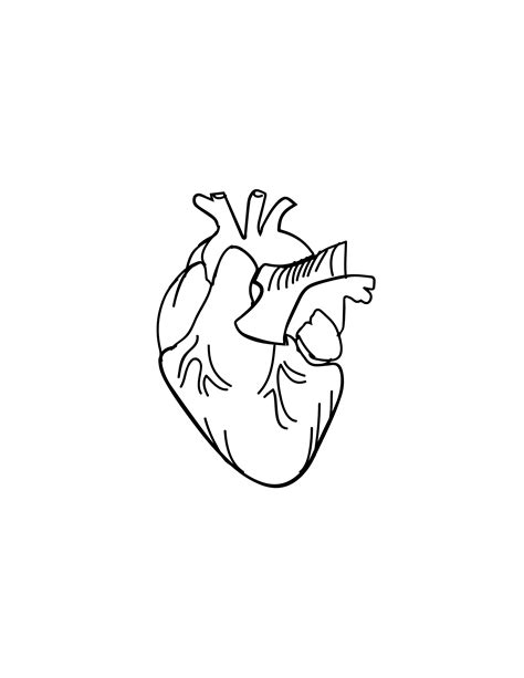 Free Anatomical Heart Drawing Outline Eps Illustrator  Png Pdf Svg