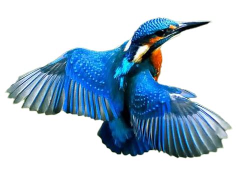 Common Kingfisher Png File Png All Png All