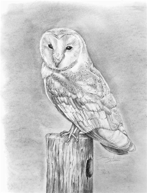 Barn Owl Pencil Drawing Print Etsy Owls Drawing Cool Pencil