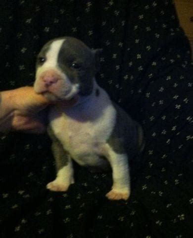 We are a kennel located in oklahoma, however we do ship anywhere in the united states and our bluenose pitbull puppies are world renown, and also available in texas. Beautiful Blue Razors Edge/Gotti Am. Bully Puppies ...