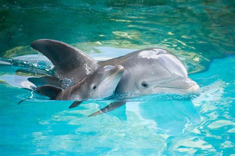 Baby Dolphins Sluniverse Forums