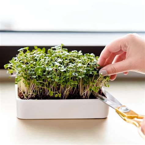 Microgreens Grow Kit With Ceramic Planter In 2020 Microgreens