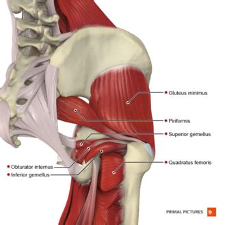 asignación Dónde suelo hip anatomy muscles and tendons juntos