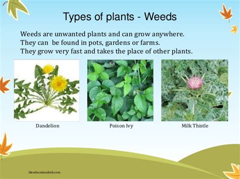 How Many Types Of Plants Are There In The World Know