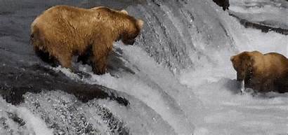 Bear Cam Voyager Reality Bears Showcase Google