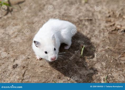 White Hamster Walking Domestic Hamster On The Outside Stock Photo