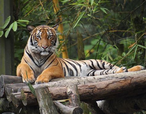 Golocalprov New Bronx Zoo Tiger Tests Positive For Coronavirus