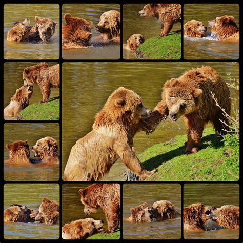 Free Images Water Nature Forest Play Zoo Fur Fauna Lion Brown