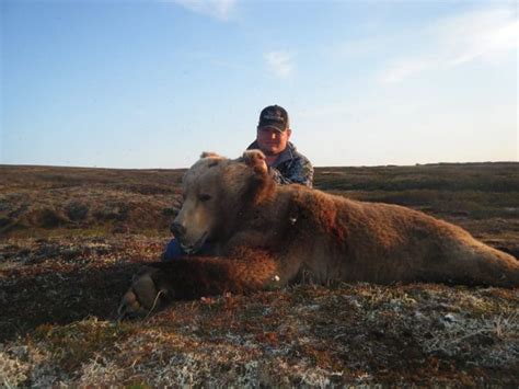 Brown Bear Hunting Gallery Arctic North Guides