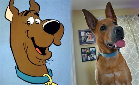 Scooby Doo Turns 50 These Dog Owners Are Proud Parents Of Scooby