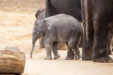 Baby Elephant Stays In A Herd Of Elephants Stock Photo Image Of