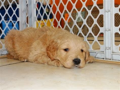 Our puppies are usually sold in advance of birth. Goldendoodle, Puppies, Dogs, For Sale, In Denver, Colorado ...