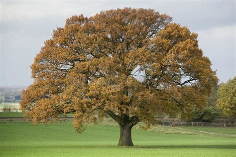 Huge Single Oak Tree In Autumn Stock Photo Image Of Foliage