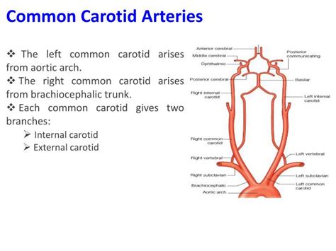 We did not find results for: PPT - Major Body Arteries PowerPoint Presentation - ID:2038143
