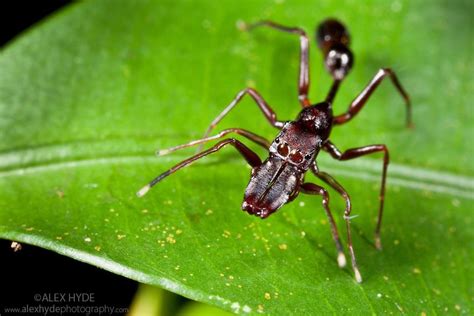 Ant Mimicking Jumping Spider Myrmarachne Sp Alex Hyde Jumping Spider Ants Cool Bugs