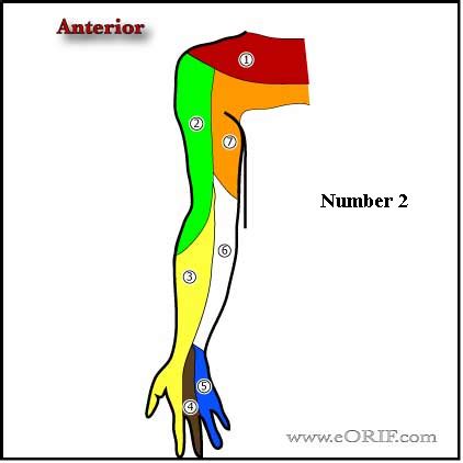 Dermatomes Of The Upper Lower Extremity Pics Flashcards Quizlet My