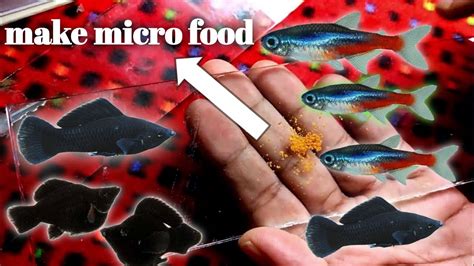 How To Feed Baby Fish Neon Tetra All Small Fish Youtube