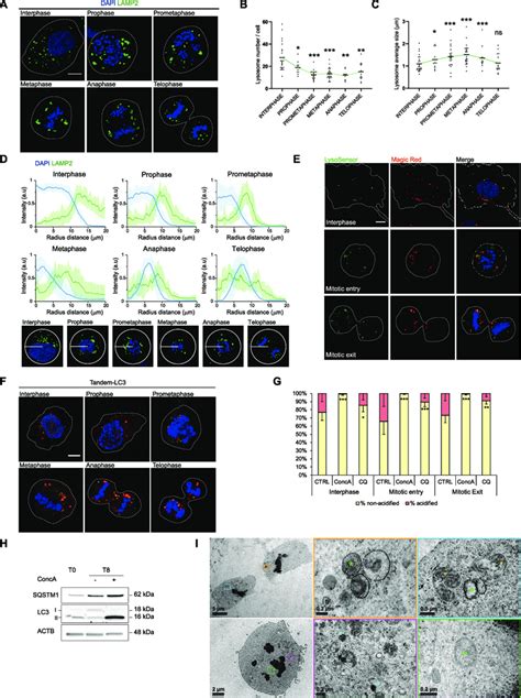 Autophagic Flux And Lysosome Dependent Degradation Are Active In